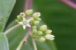 Carolina buckthorn